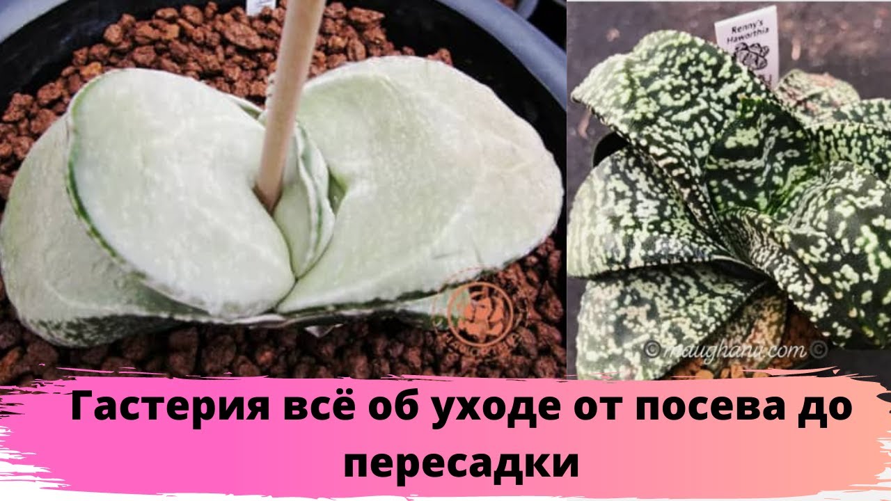 Гастерия всё об уходе от посева до пересадки