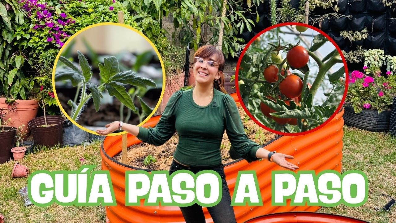 🍅 ¿Cómo sembrar JITOMATE en casa desde semilla paso a paso? ⭐️