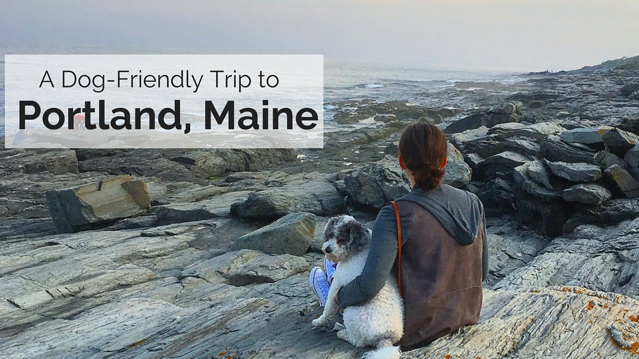 A Dog-Friendly Trip to Portland, Maine