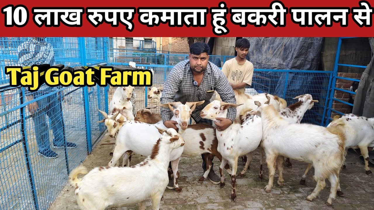 10 लाख रुपए कमाता हूं l सालाना बकरी पालन से |Taj Goat Farm mathura