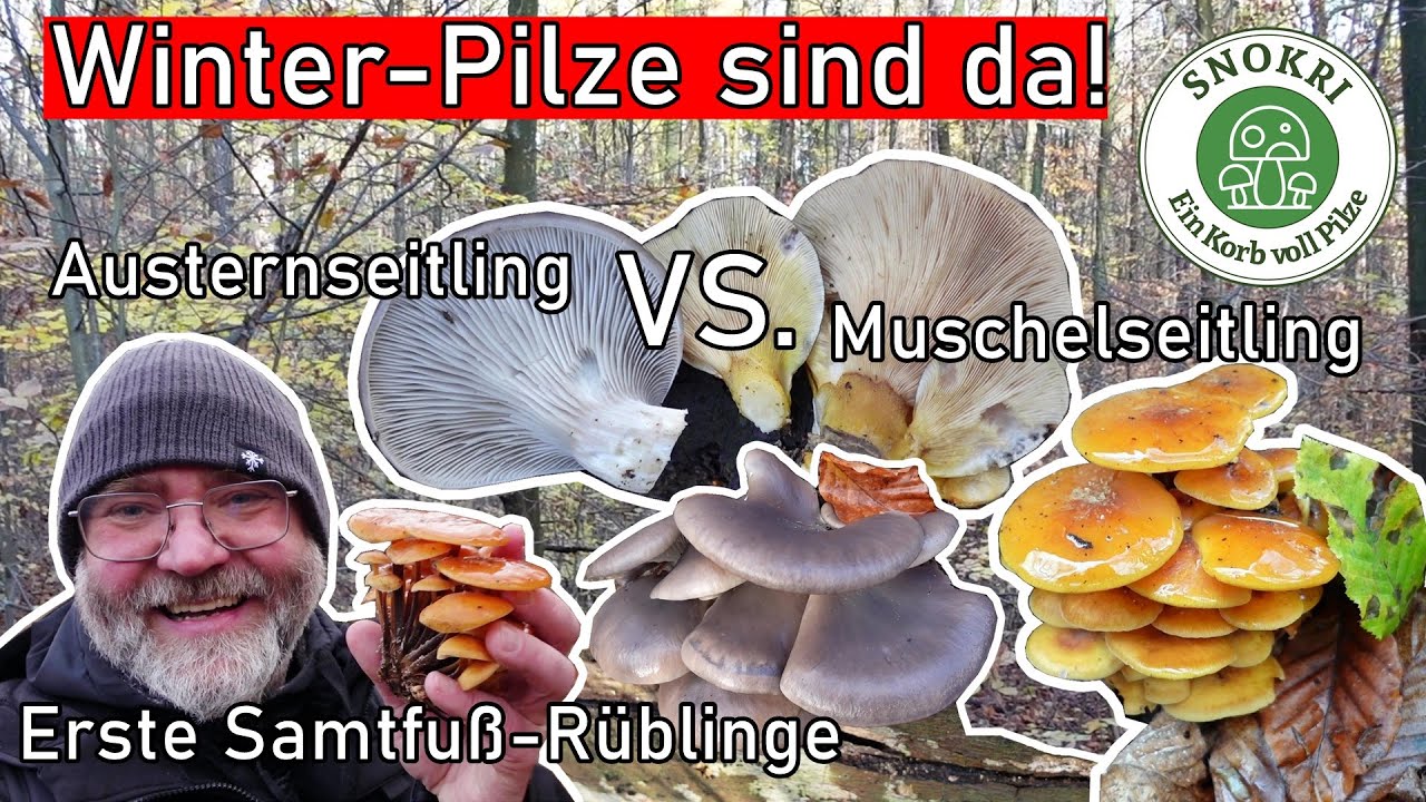 Winter Pilze sind da! - Vergleich Austernseitling und Muschelseitling -  Speisepilze Ende November