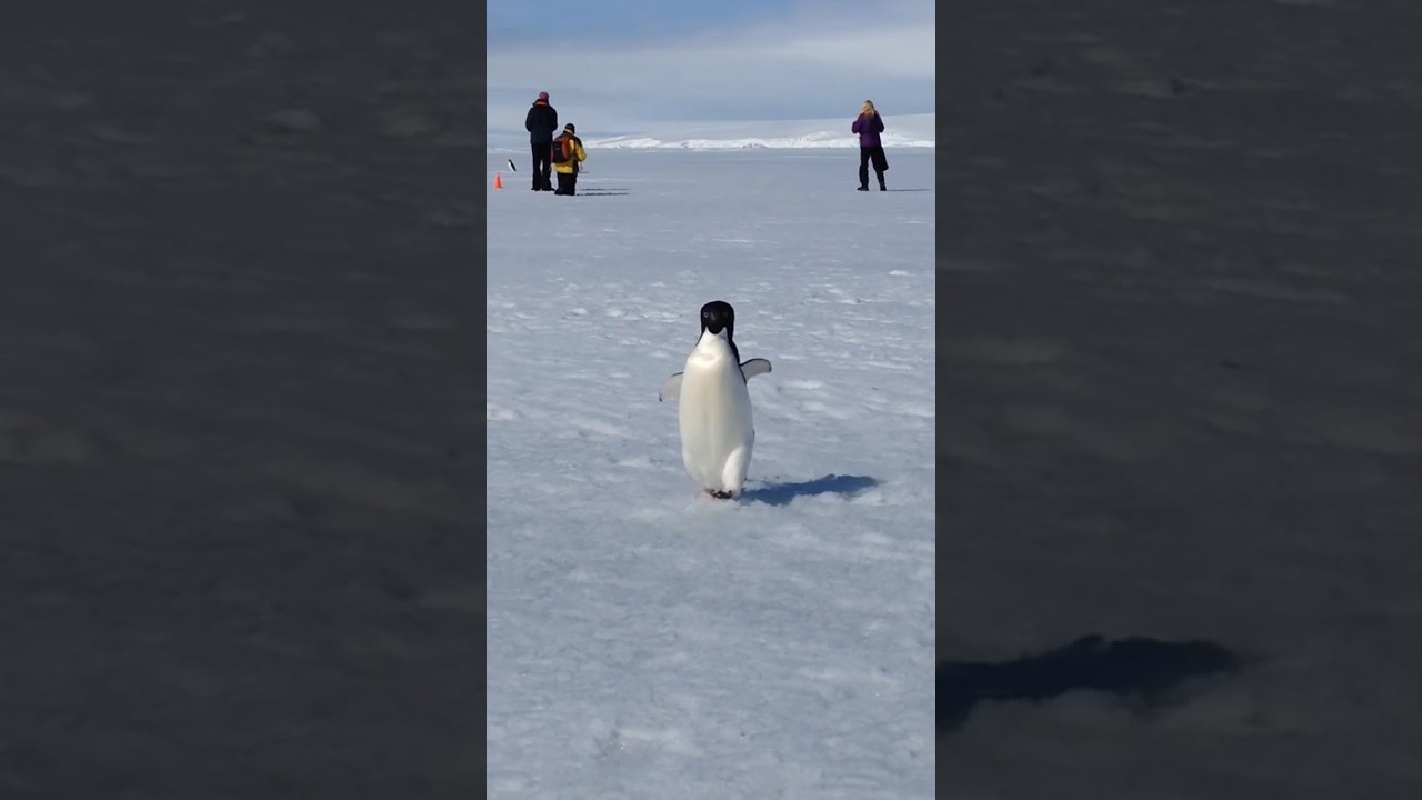 Penguin run 🐧 #masti #fun #funny #penguin