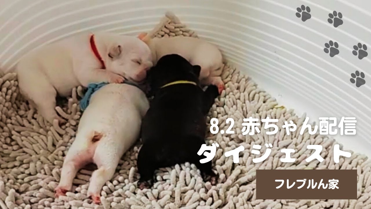 8/2 赤ちゃん配信！ ダイジェスト