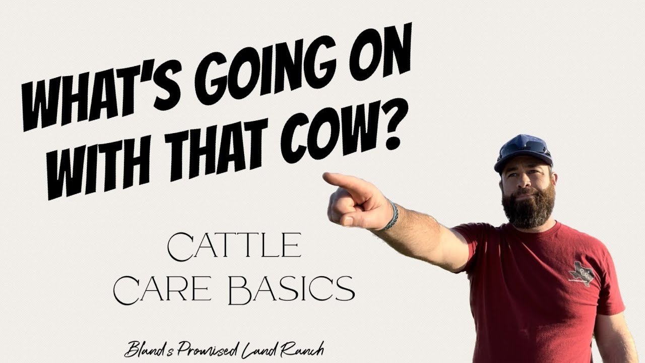 Cattle Care Basics | They Have Lice? #cow #farming #animals