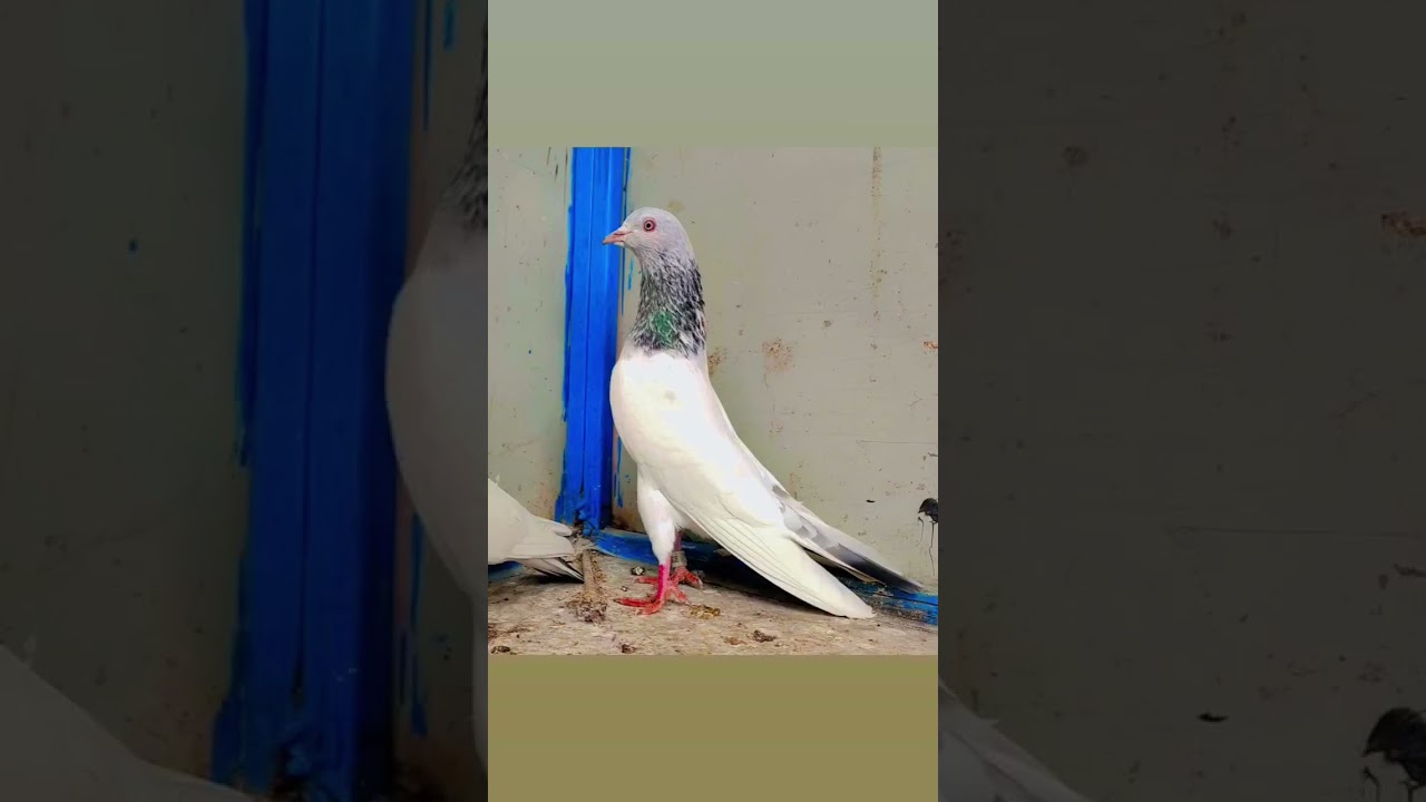 Golden Kabootar #pigeon #video