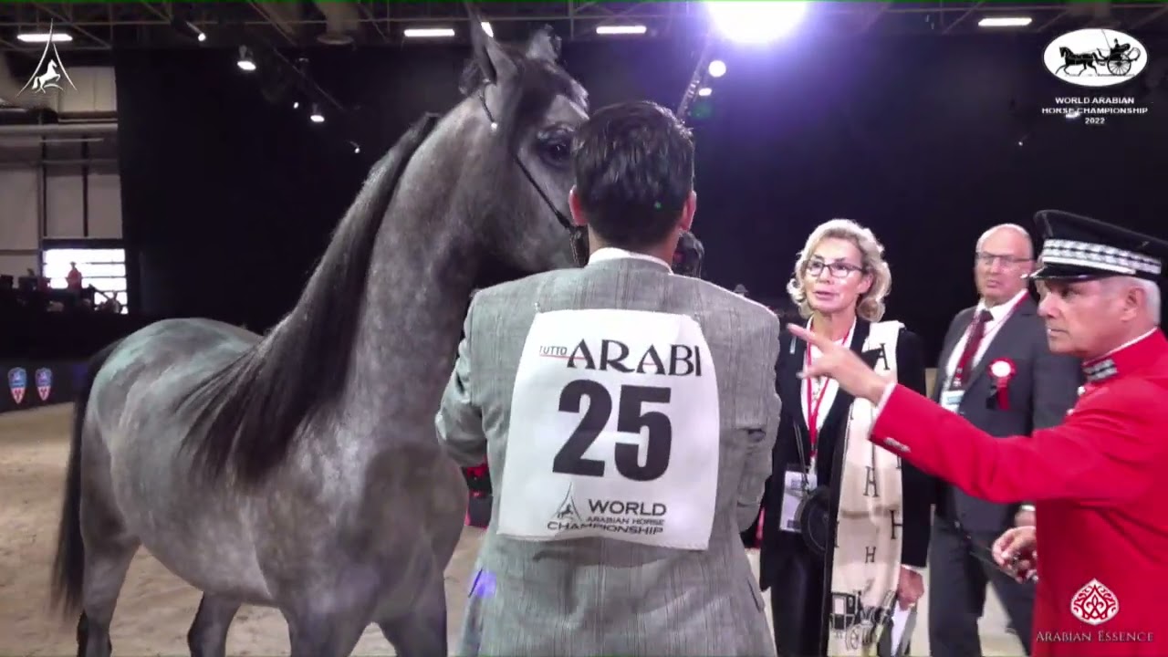 N 25 D EXPO   World Arabian Horse Championship 2022   PARIS   Yearling Fillies Section B Class 1B