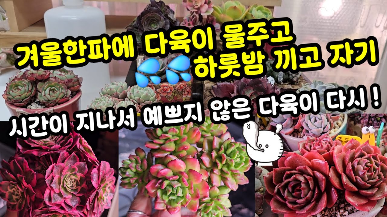 겨울 다육이 물관수 💦추워서 어렵쥬 ~?🌸물주고 하룻밤 따뜻한곳에 두세유~~🤗