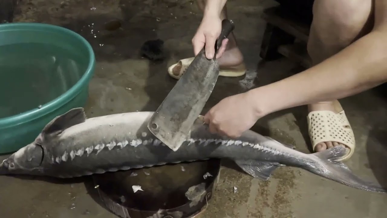 Hướng dẫn sơ chế cá tầm đơn giản sạch sẽ tại nhà.