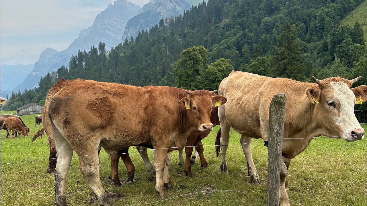 3 Days Camping in Switzerland | Mountains, Lakes & Unplanned Adventures