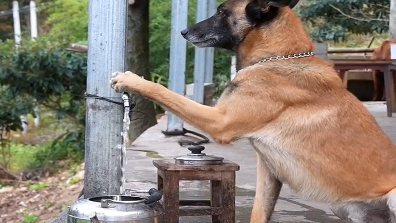 狗狗学会了传说中的犬舞步，饮水、睡觉、卧倒、算算术，样样精通 . 主人突发疾病，狗狗忍着伤痛回家给主人拿药…#聪明旺豆豆 #金毛豆豆 #金毛 #金毛路虎 #我的乡村生活 #美食