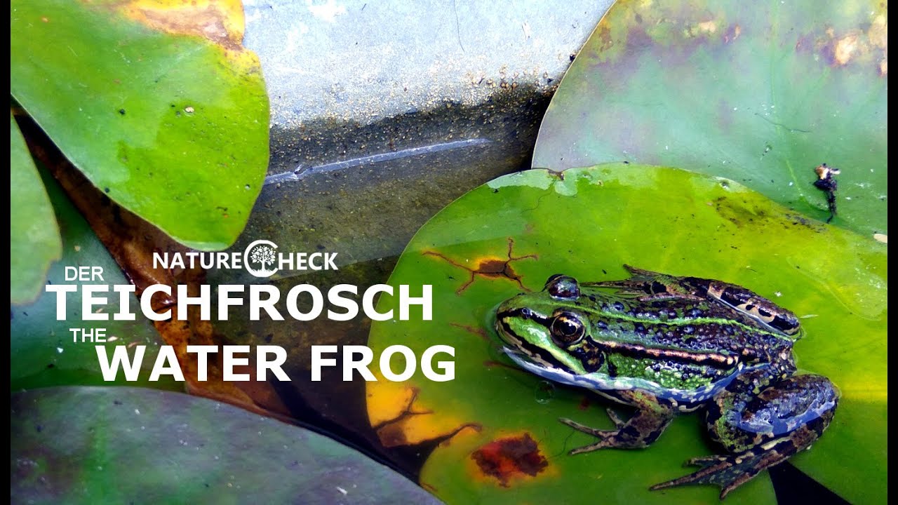 Der Teichfrosch - The Water Frog