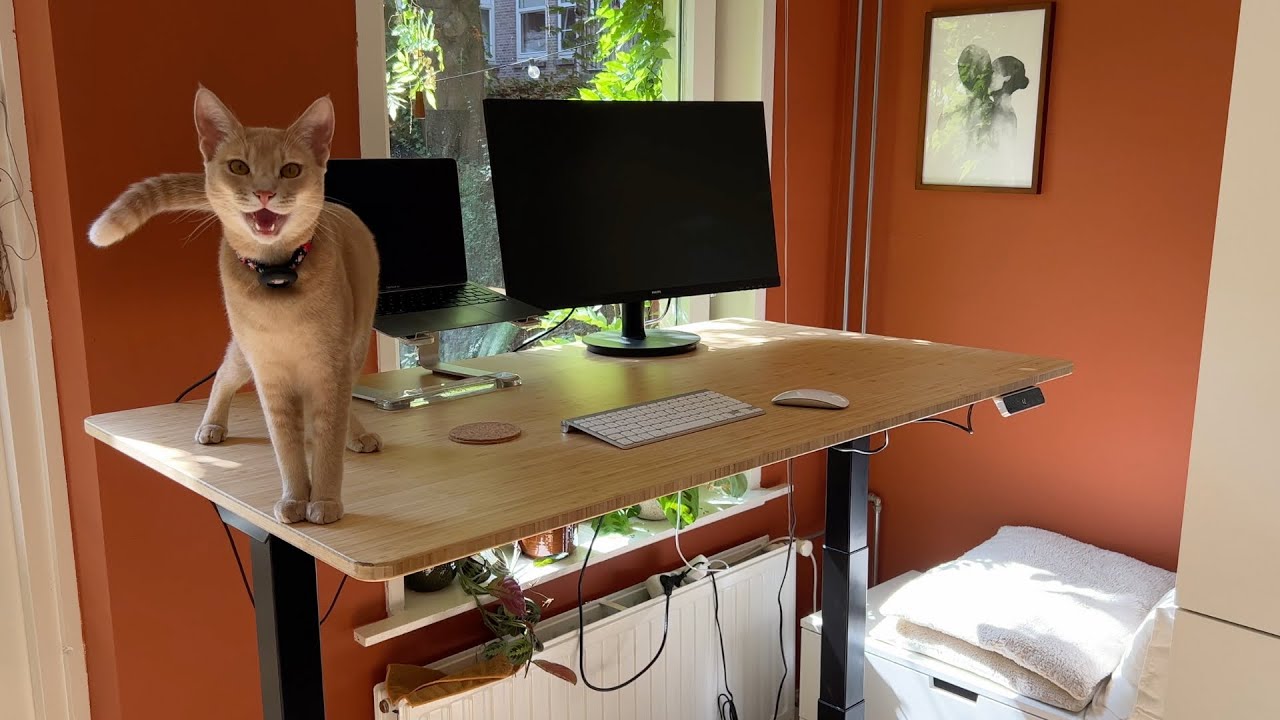 Sweetest boi gets an awesome standing desk - feat. FlexiSpot