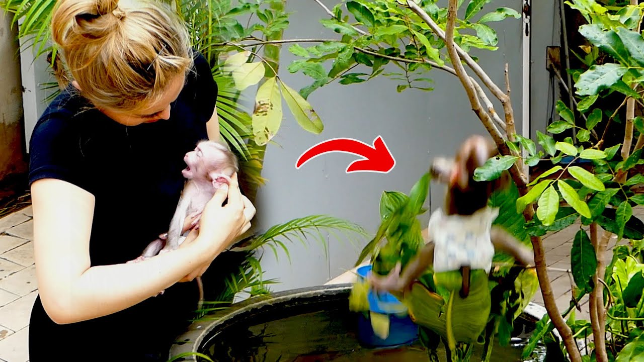 Million Pitty!! Baby Monkey Axel F a l l i n g Down From A Small Tree Near The House