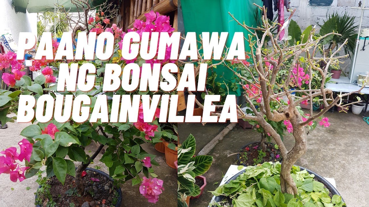 Paano Gumawa ng Bonsai Bougainvillea
