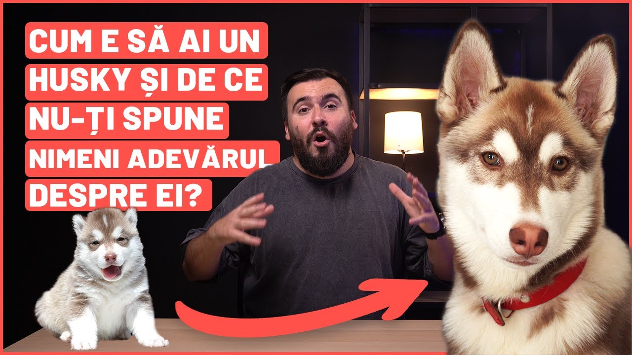 Viața cu un Husky Siberian: Experiența mea după 2 ani și jumătate și ce am învățat