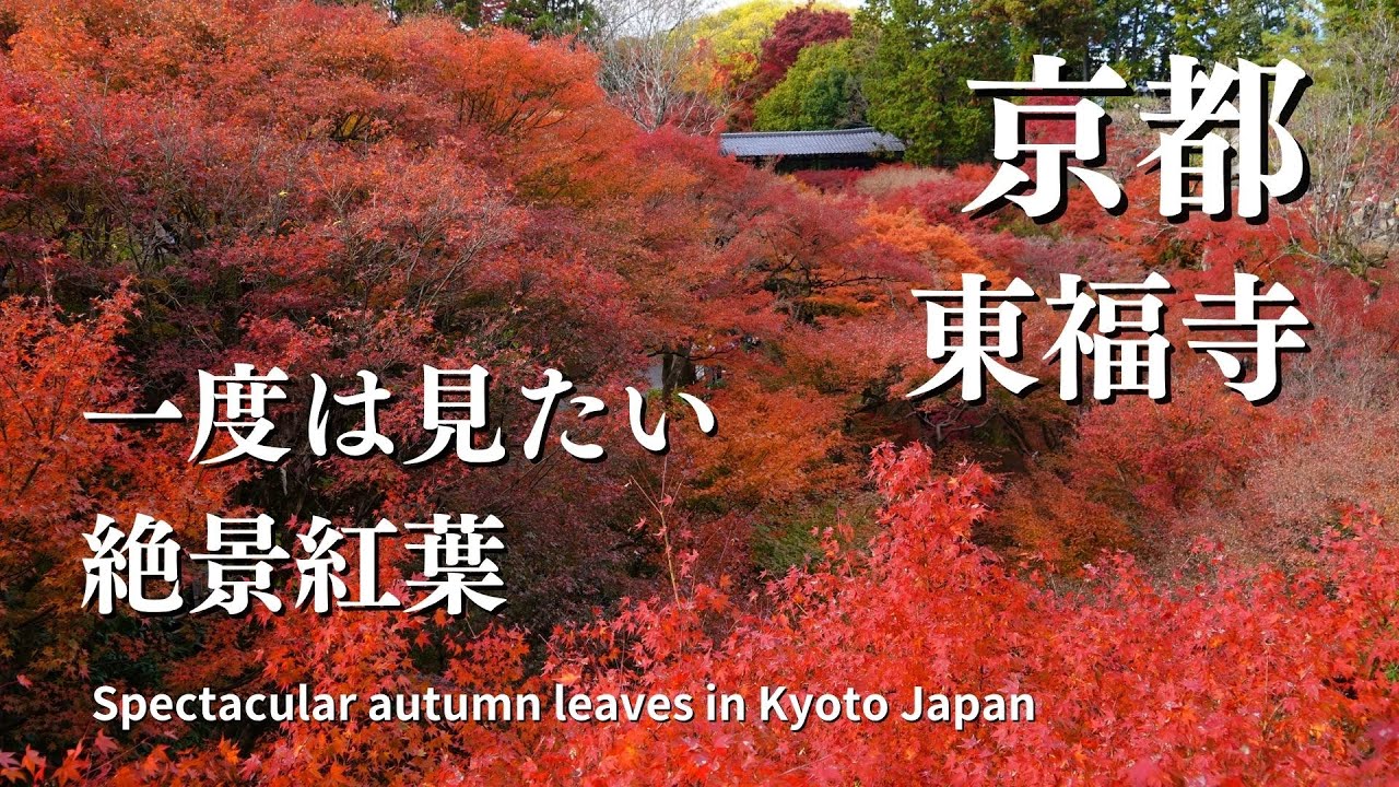 【京都紅葉】一度は見たい紅葉名所 東福寺 絶景紅葉 京都観光 京都名所/Tofukuji Temple autumn leaves in Kyoto Japan #京都紅葉 #東福寺 #京都紅葉名所