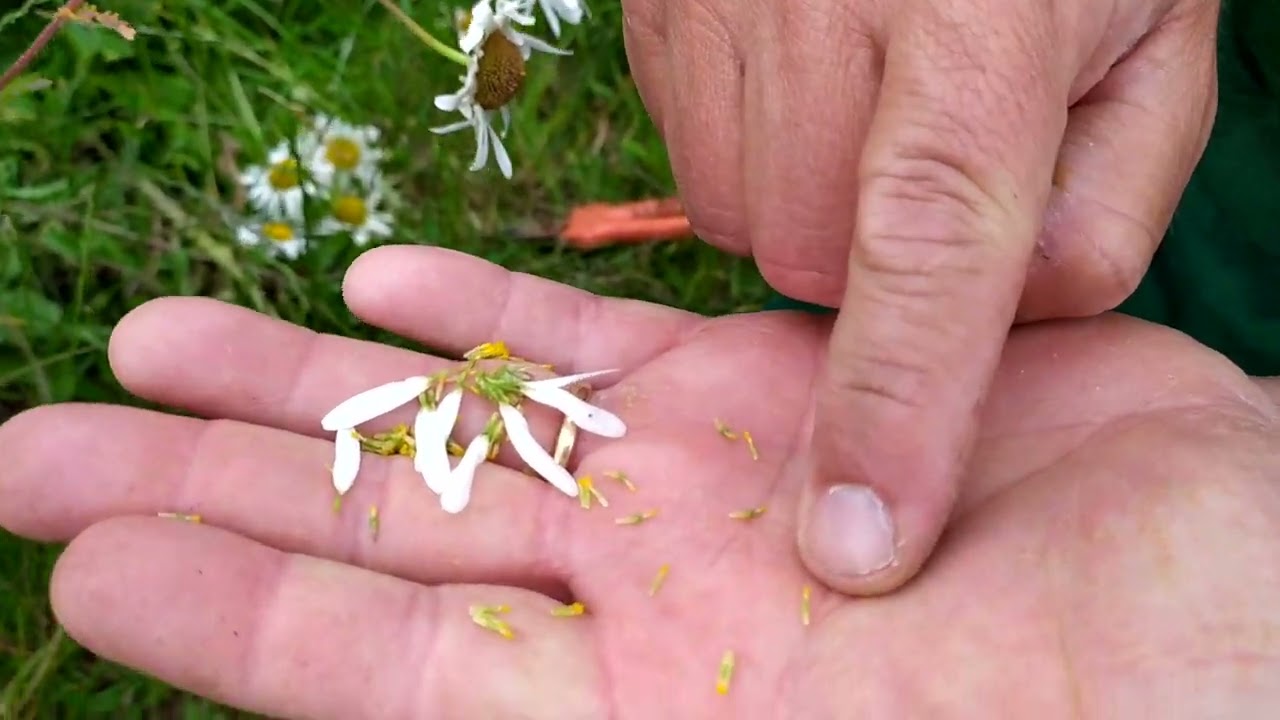 fleurs sauvages gratuites: récolte des graines marguerite coquelicot