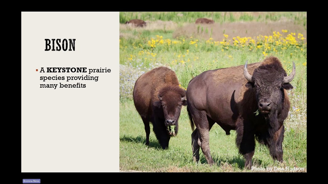 KREP 2025 1 10 Presentation MCCD Bison Brenna Ness copy