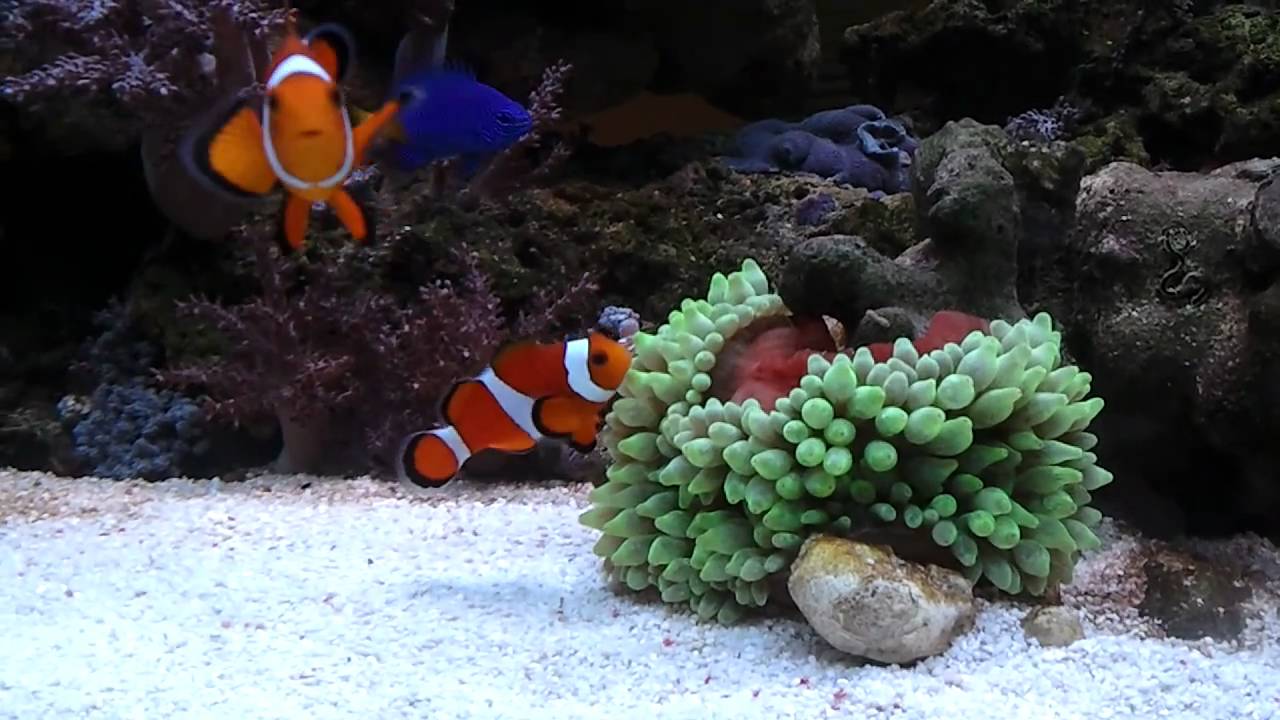 clown hosting Green Bubble Tip Anemone