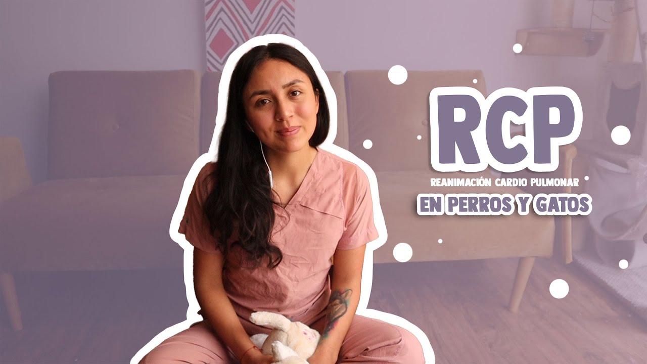 Reanimación Cardio Pulmonar (RCP) en perros y gatos - tata.veterinaria