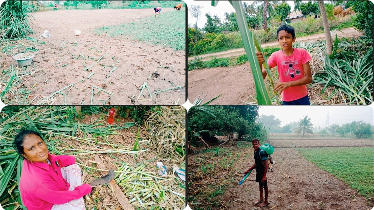மாட்டுக்கு🐄🐮 தீவணப்பில்❤🌿 நடவு செய்யும் vlog/super Napier planting in village👍 style/