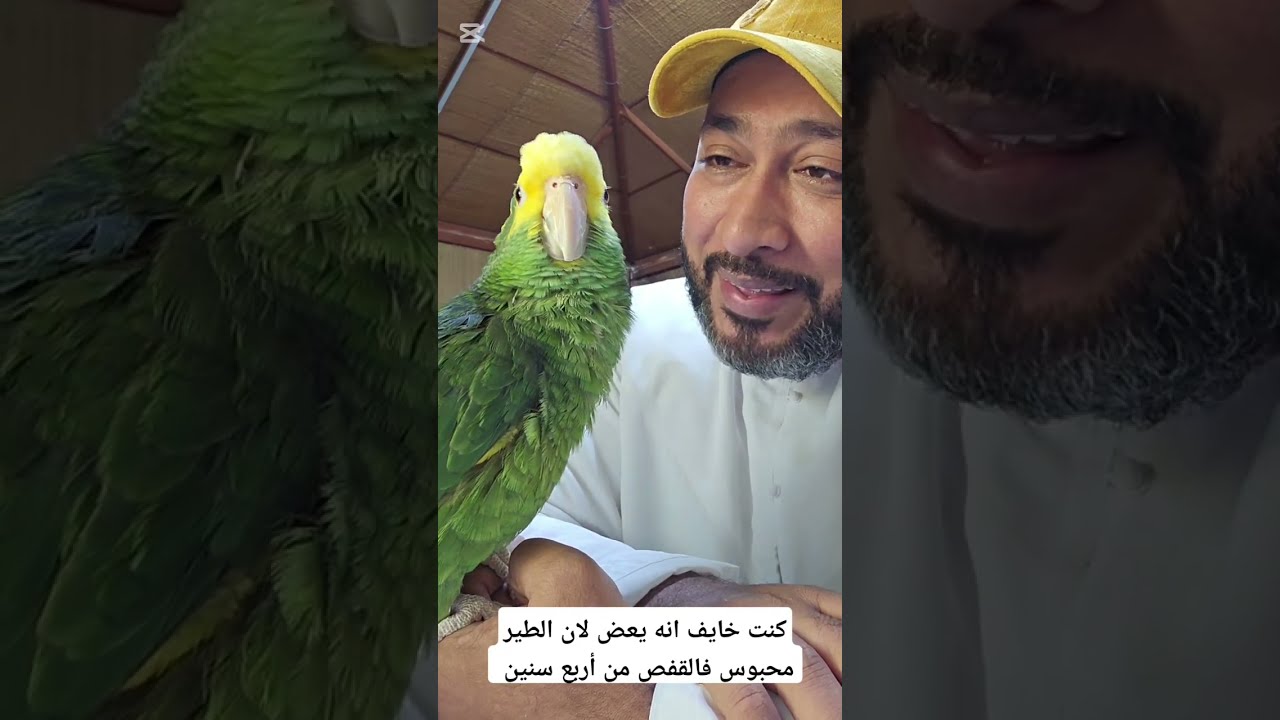 تقييم سلوك الببغاء و طريقة التعامل الهاوي_للطيور_الناطقة 🇦🇪 #FollowJassWings # #الامارات #أبوظبي