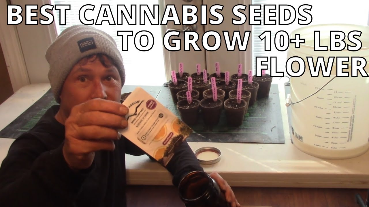 Use these Cannabis Seeds to Grow 10+ Pounds of Flower + Bed Prep