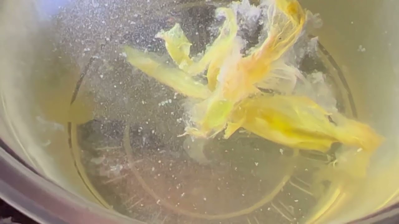 Cria de unos peces cebra para el canal danio rerio / infusorios