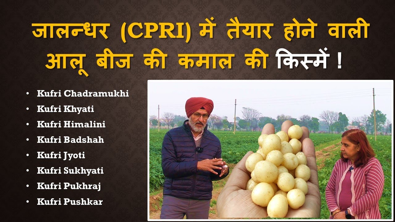 102 - CPRI जालंधर में आलू बीज की बेहतरीन वैरायटीज़ | जानिए पूरी जानकारी