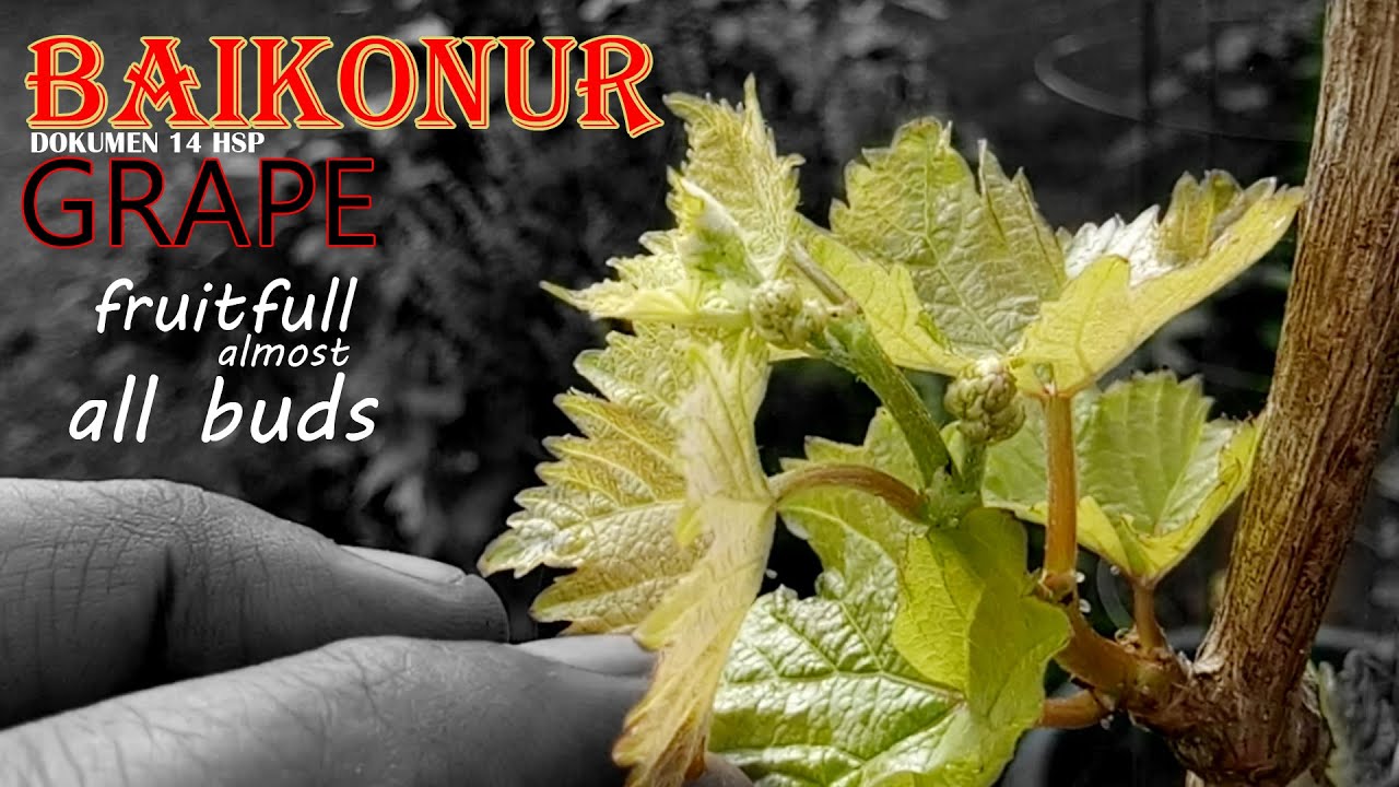 BAIKONUR GRAPE | First Pruning -14 HSP | Panjang Pendek Gede Kecil Full Fruitfull