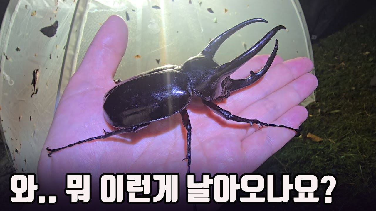 손바닥 만한 괴물 장수풍뎅이 발견!! 이거 함부로 만지면 큰일 납니다 ㄷㄷ