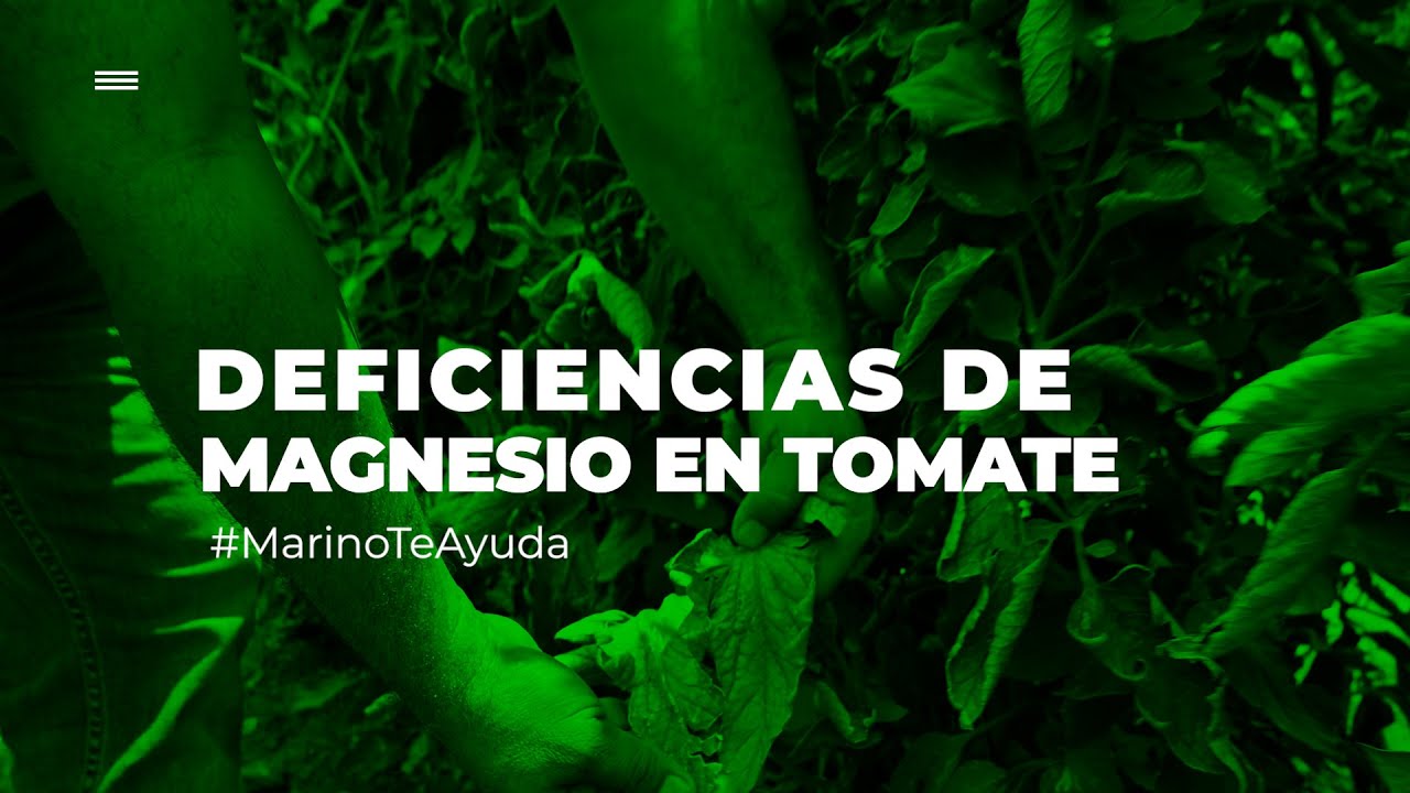 DEFICIENCIAS DE MAGNESIO EN TOMATE