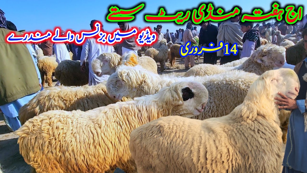 اج ہفتہ منڈی مندرے بڑے سستے 10 12 ہزار کم ریٹ کوالٹی نمبر ون مندرے Malik Imran Goat Farm /14/2/2026