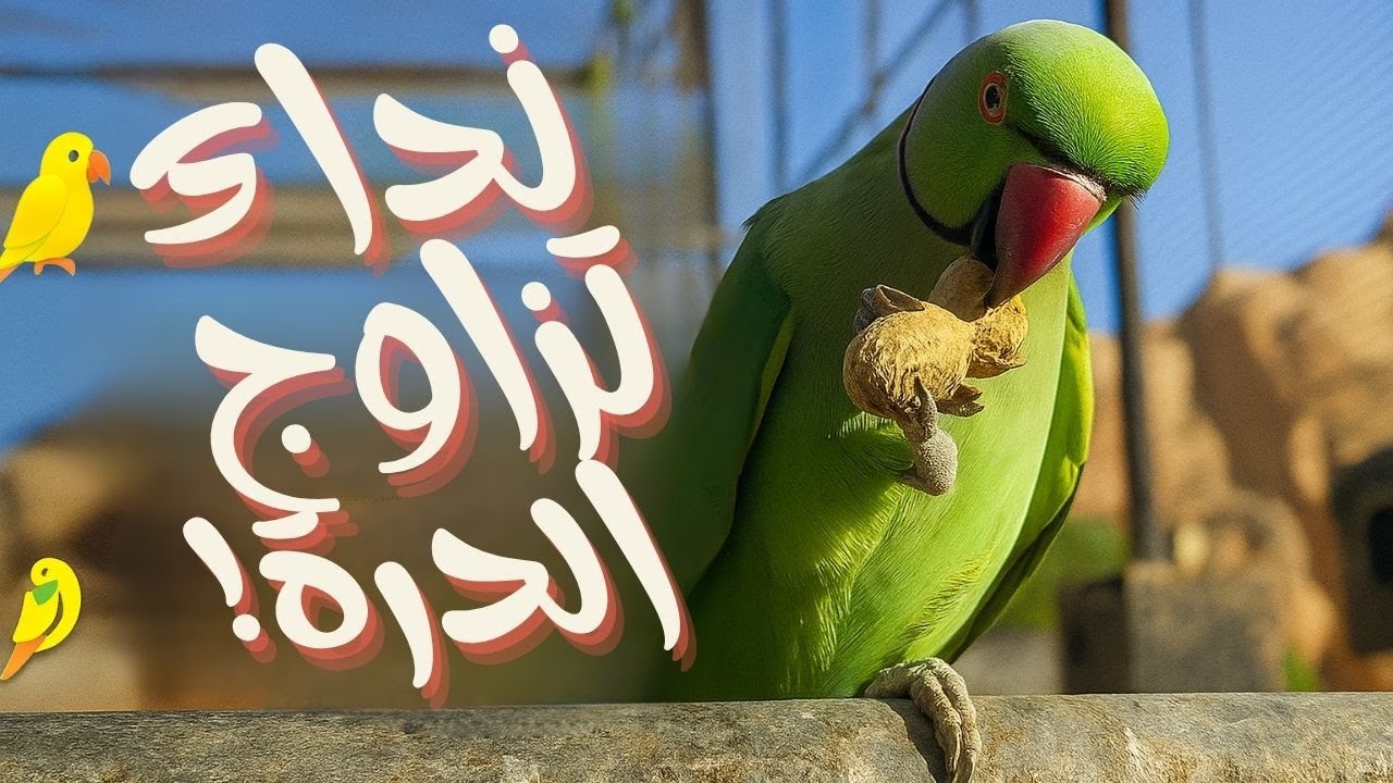 صوت ببغاء الدرة للتزاوج 🦜 | محفز قوي لجعل الببغاء يُصدر أصواتًا ويتفاعل