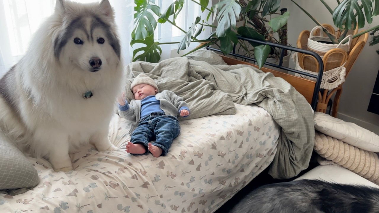 The cutest baby and puppies growing too fast