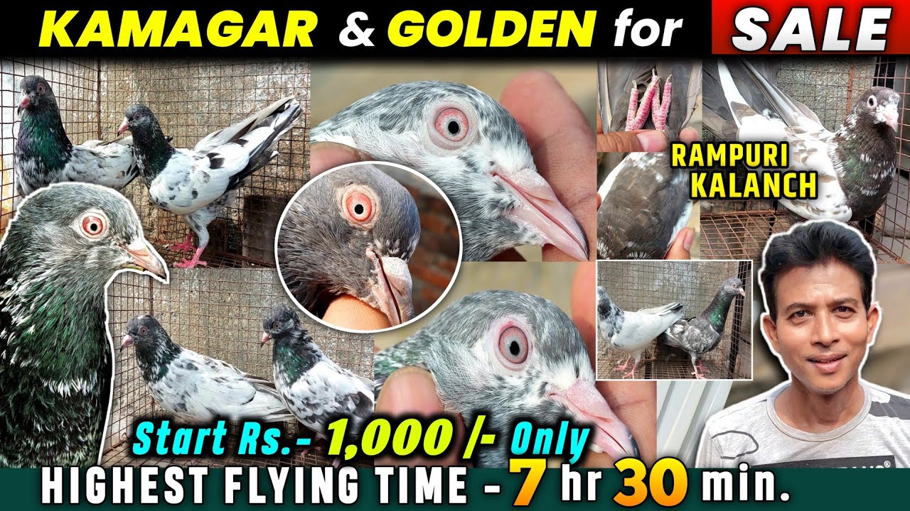 Original Kamagar /Golden & Rampuri Kalanch Kabootar Sale | Pigeon Sale in Kolkata of Mrityunjoy Babu