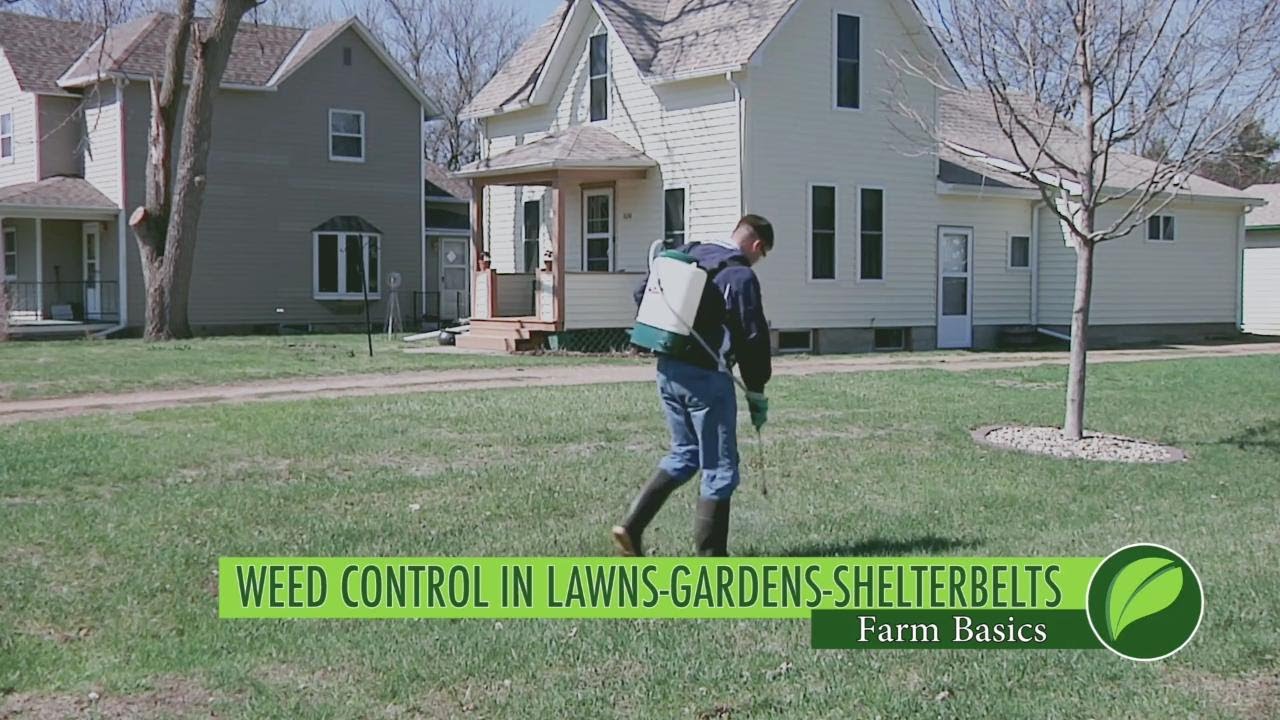 Farm Basics #1019 Weed Control In Lawns-Gardens-Shelterbelts (Air Date 10-15-17)