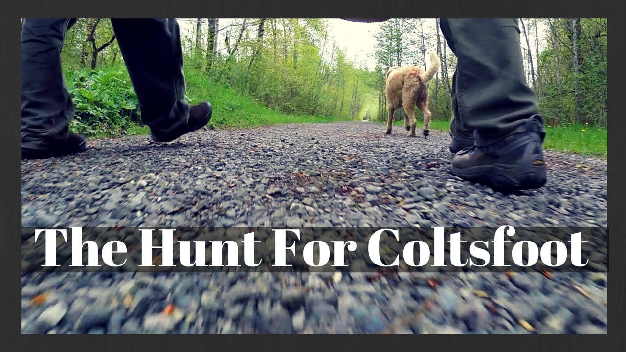 Western Coltsfoot | Herbal Benefits, Uses and Actions | Harmonic Arts