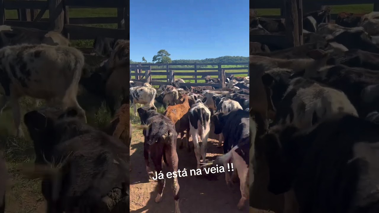 Bora na lida do gabiru #confinamento #pecuarista #gabiru #caminhoparaumavidamelhor #agro