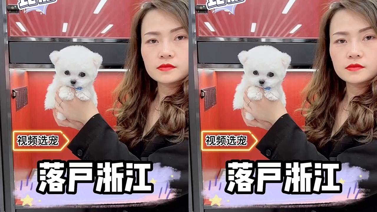 帮浙江温州的宝妈挑选一只小比熊，宝妈看了直呼太可爱了，直接拿下～ 
