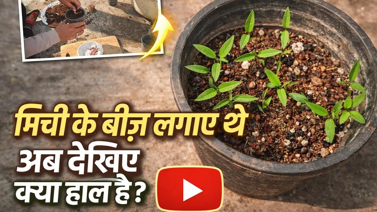रसोई की मिर्च ने कर दिया कमाल | देखो क्या हुआ! #organic #terracegarden #chilliplants 