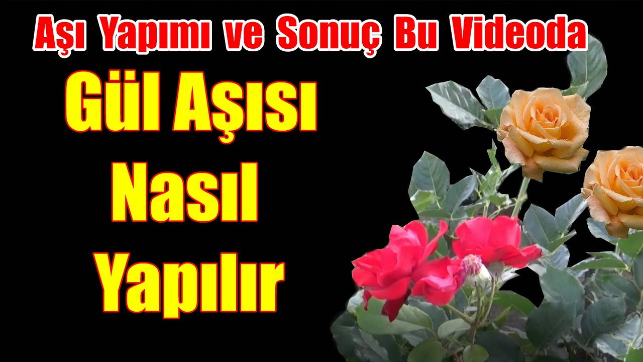 Gül nasıl aşılanır / Dilcikli İngiliz Aşısı / Gül aşısı nasıl yapılır /Gül aşısı / Gül aşılama