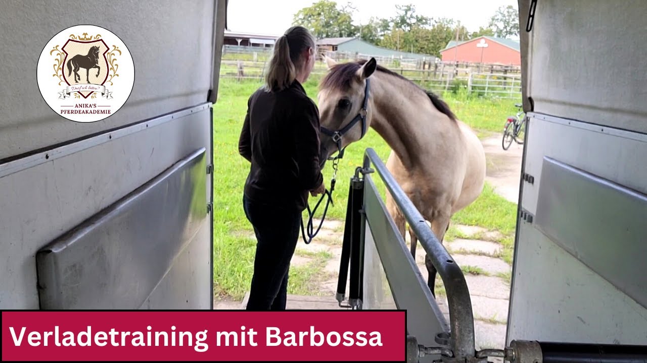 Sanftes Verladetraining mit Jungpferd
