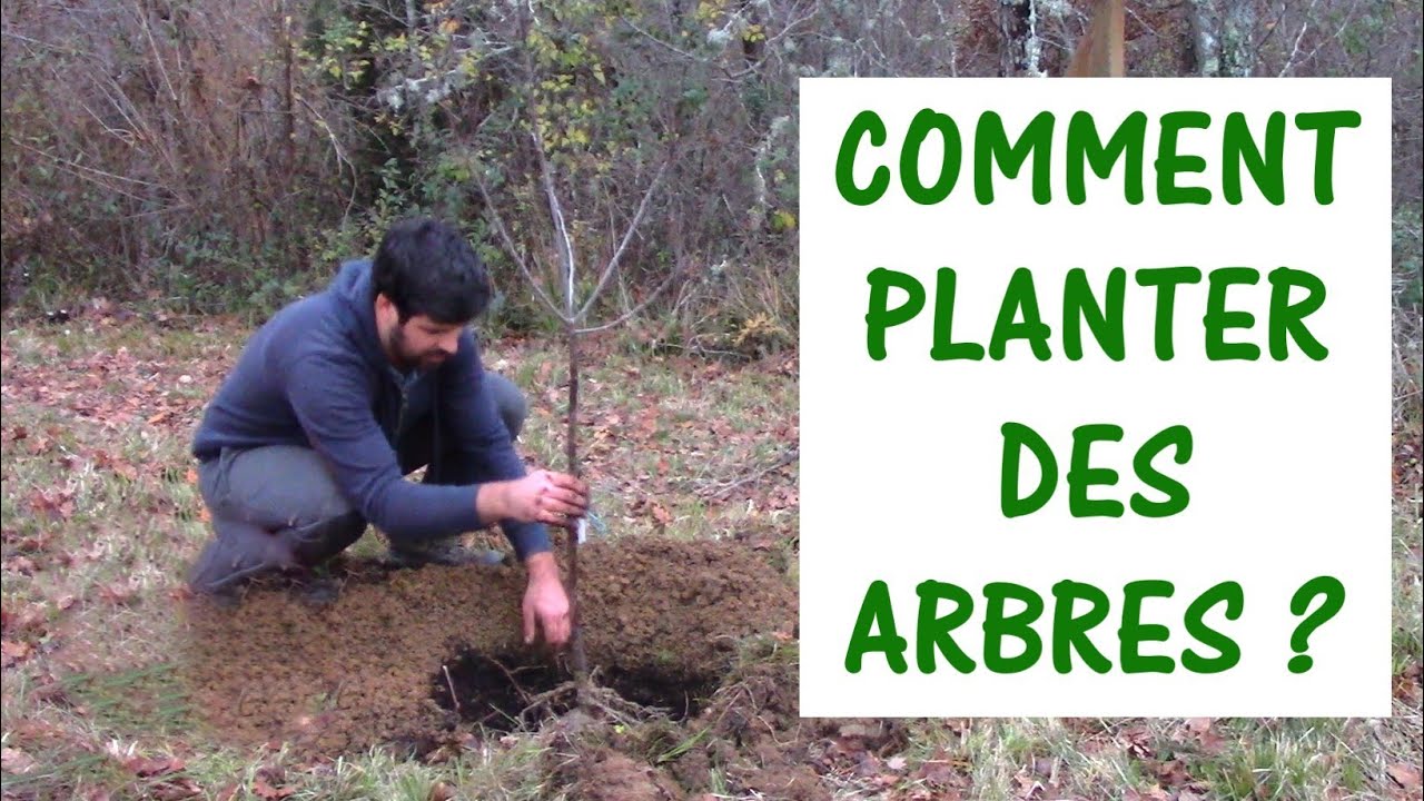 COMMENT PLANTER DES ARBRES ?