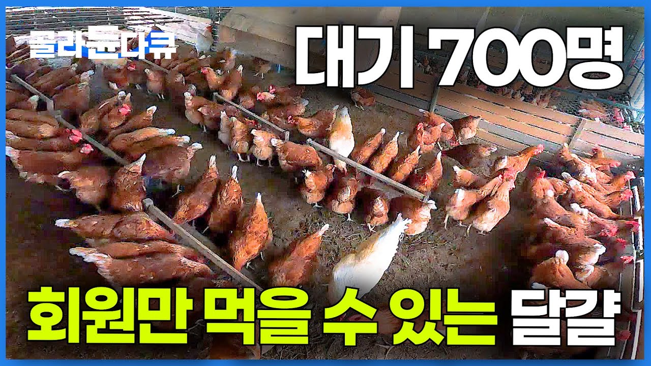 한 알 1,500원 진짜 달걀을 찾았는데 먹을 수가 없다｜100% 회원제 고급 양계장｜극한직업｜#골라듄다큐