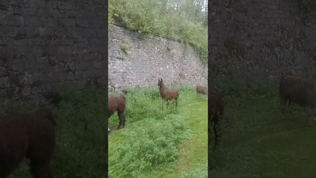 Les d&eacute;broussailleuses du fort de Bessoncourt 90(3)