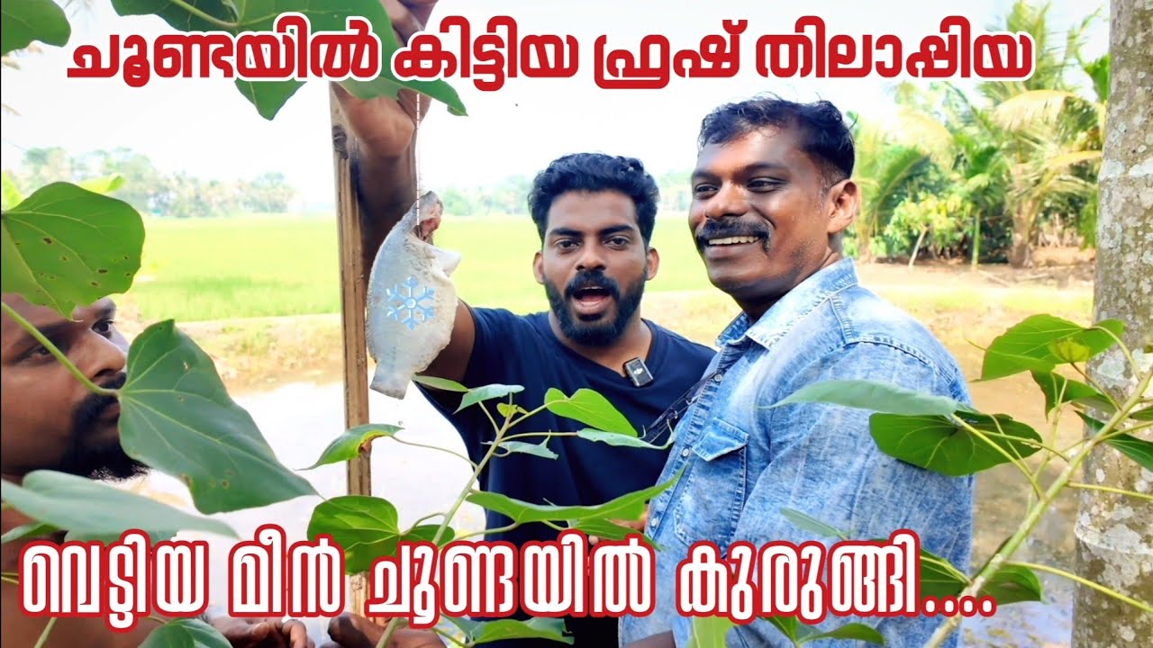 ചുണ്ടയിൽ കുരുങ്ങിയത് വെട്ടി വ്യത്തിയാക്കിയ തിലാപ്പിയ | തിലാപ്പിയ കൊണ്ട് കിടിലൻ റെസിപ്പി #food #fish 