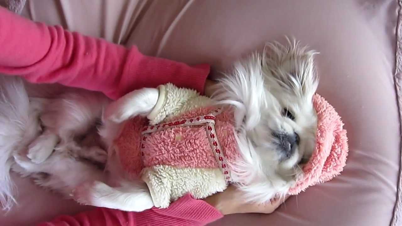 ペキニーズ　てん　服を着る♪
