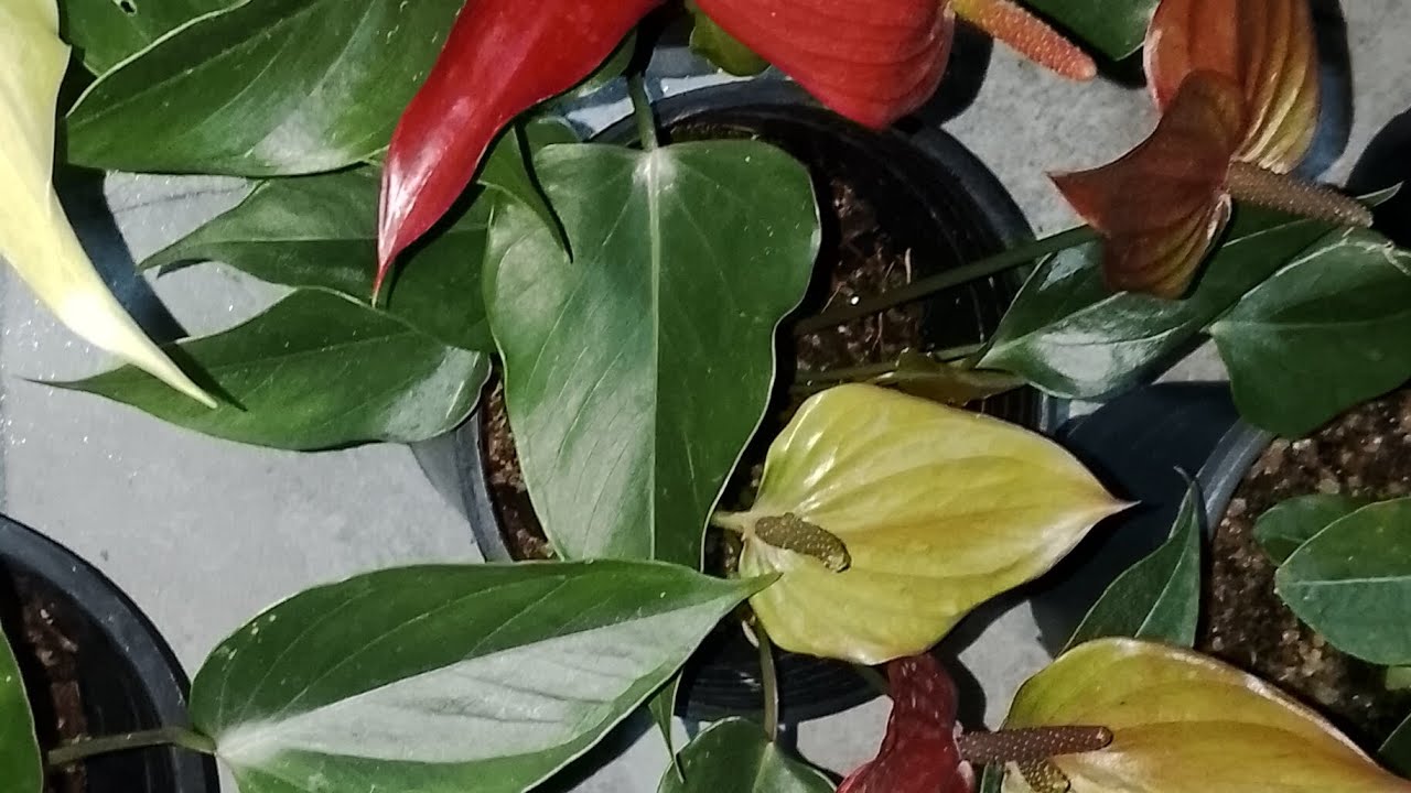 ලාවා කාවා රෝජා ලිවියම් ඔරේන්ජ් ඔයත් හොයනවද බලන්නකො එහෙනම්