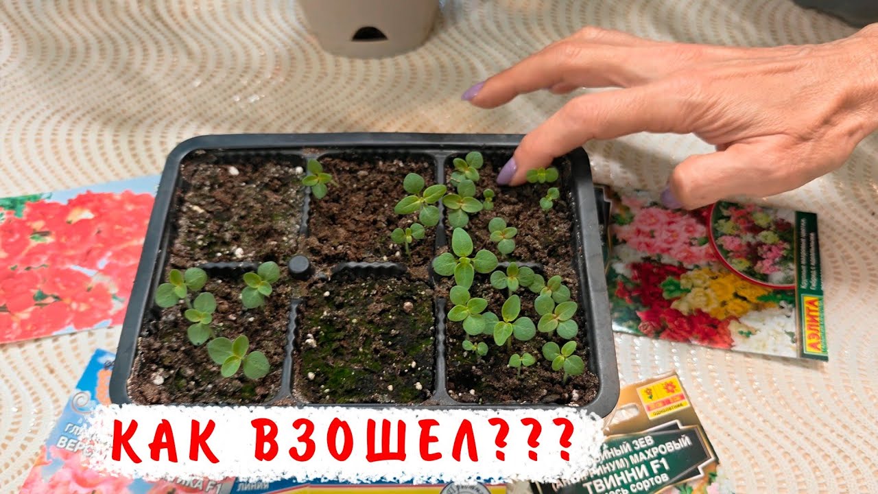 Опять плохие семена! Как взошел львиный зев?